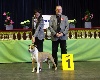  - 26th SPECIAL TERRIER SHOW LUXEMBOURG