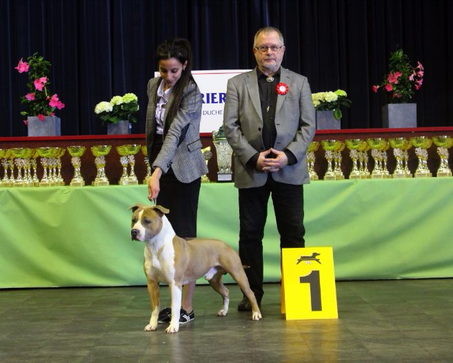 Back To Basic - 26th SPECIAL TERRIER SHOW LUXEMBOURG