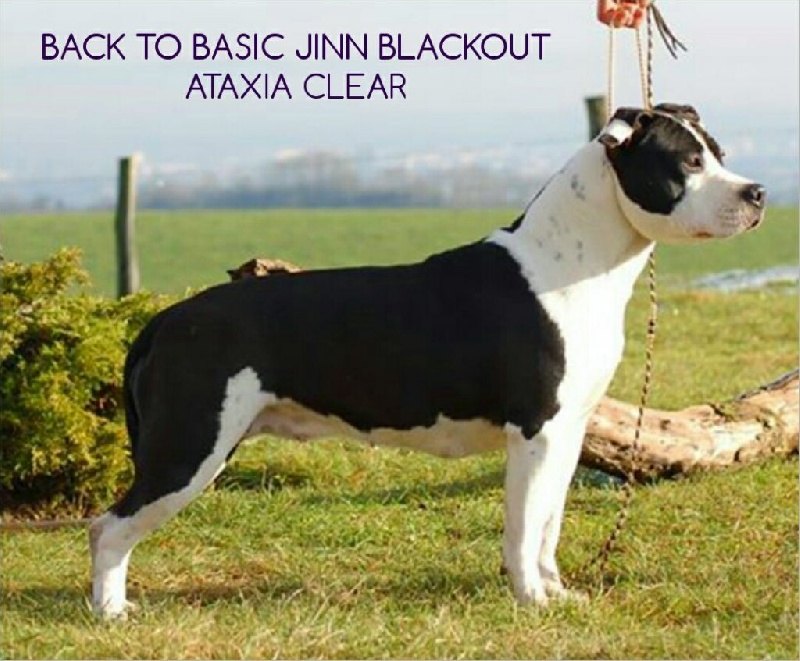 Back To Basic Jinn blackout