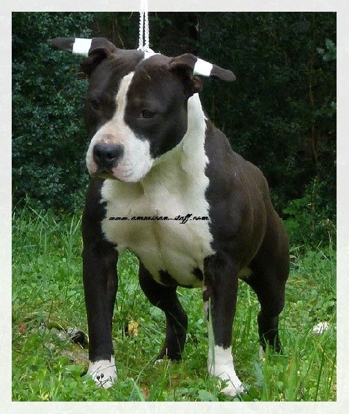 Back To Basic Izzy pure addiction