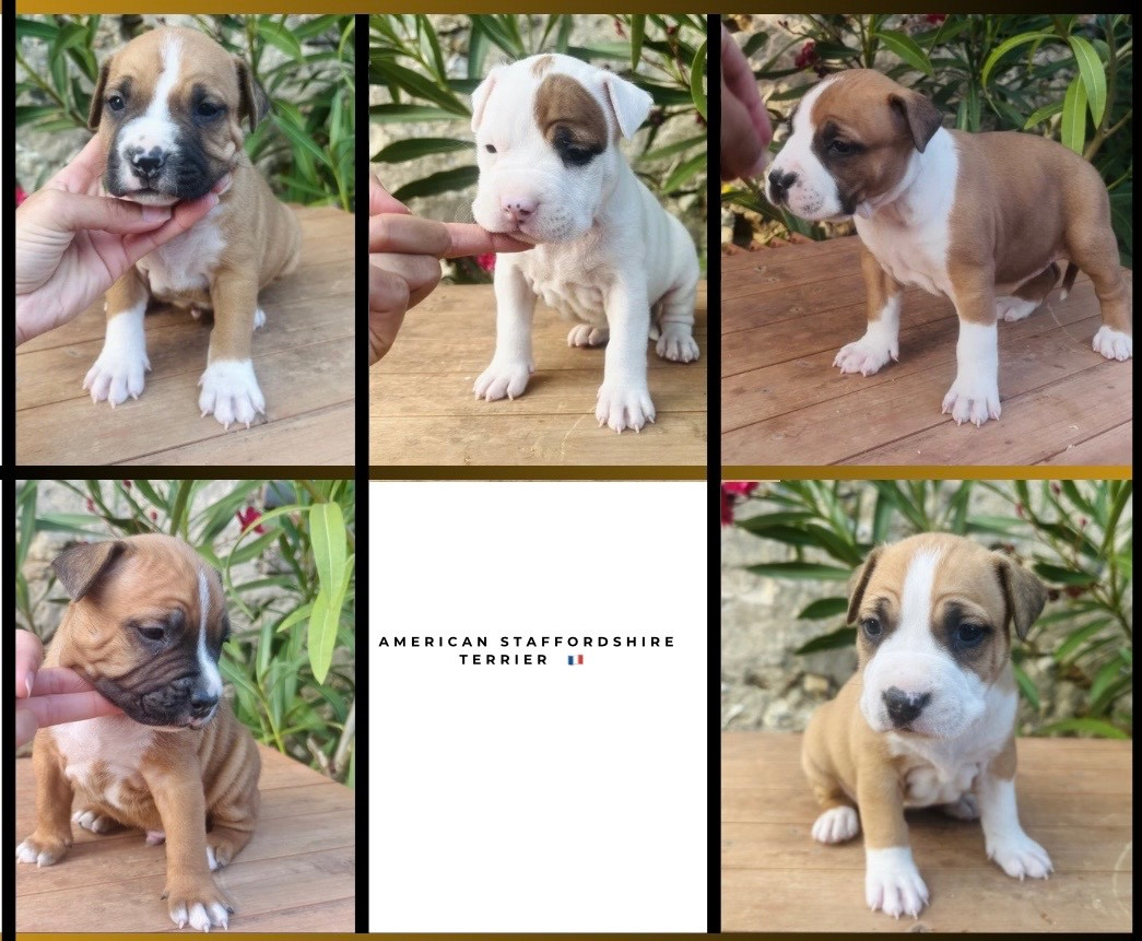 Des chiots dispos à la réservation !