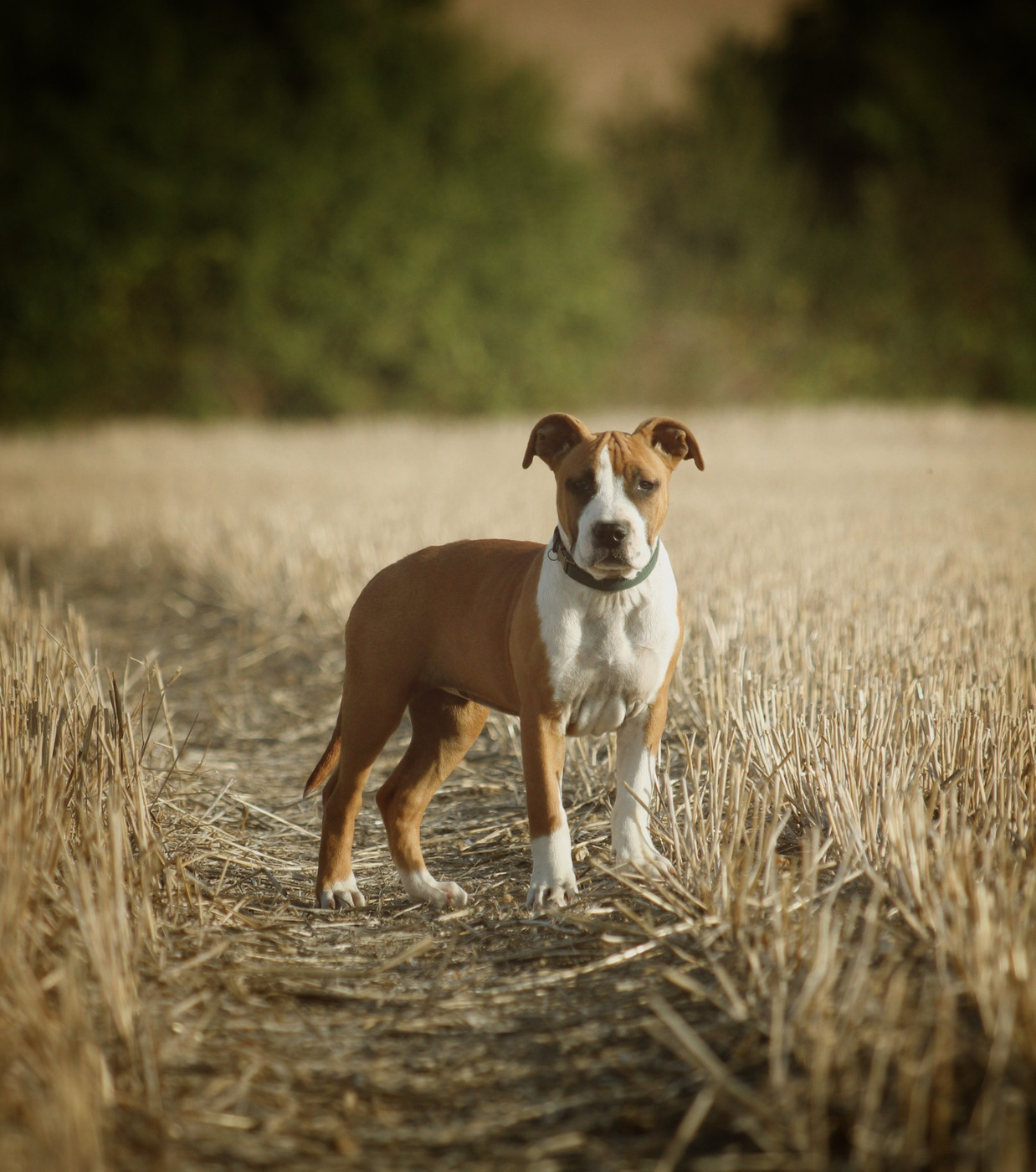 Un chiot de disponible !