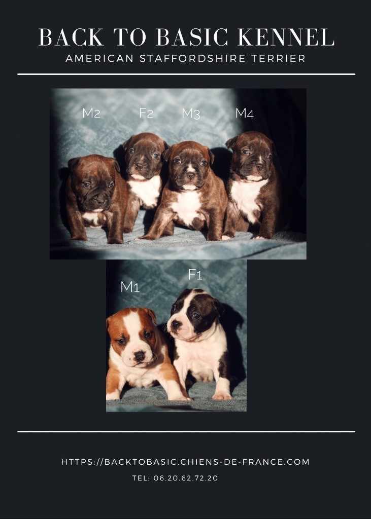 Back To Basic - American Staffordshire Terrier - Portée née le 16/12/2023