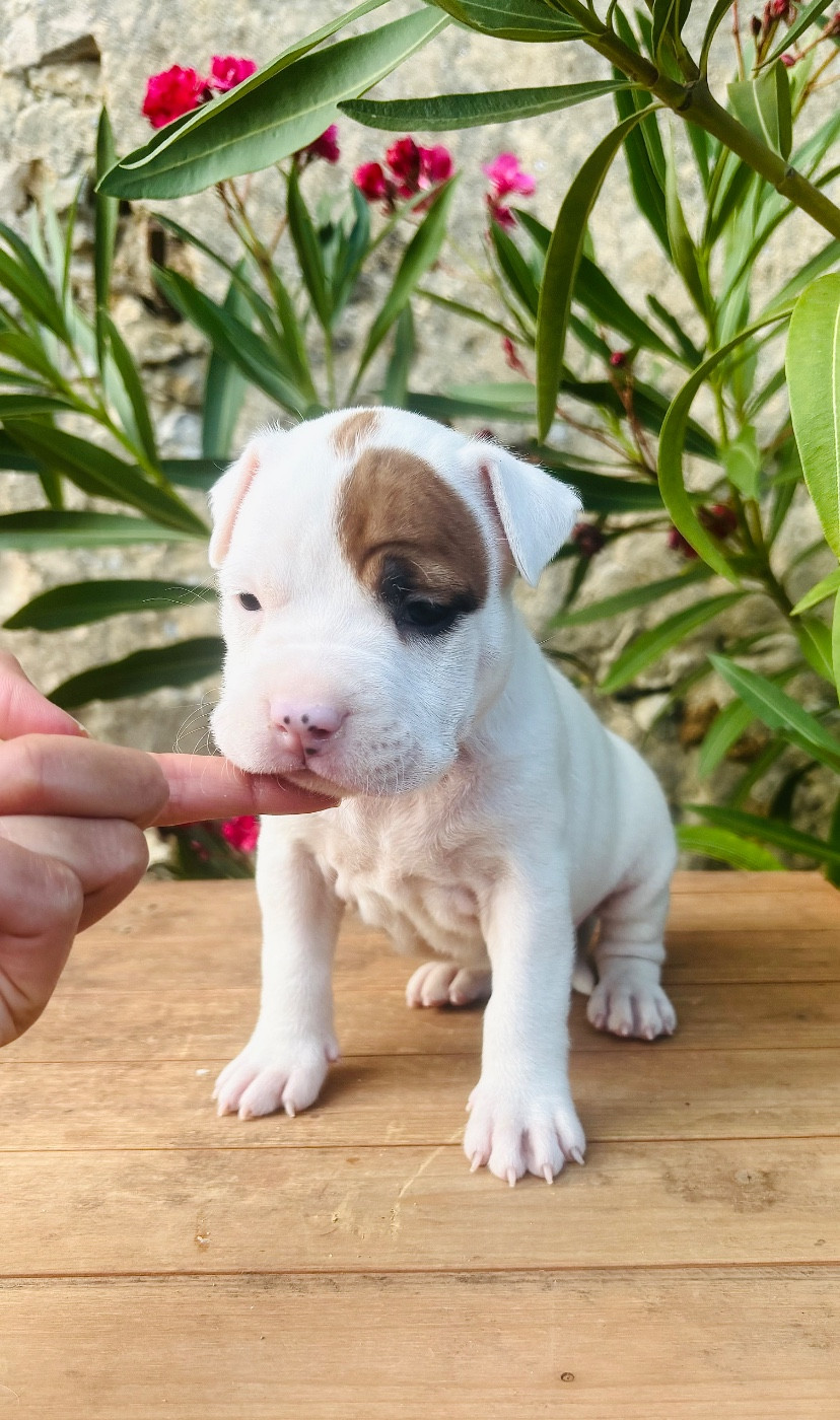 Back To Basic - Chiots disponibles - American Staffordshire Terrier