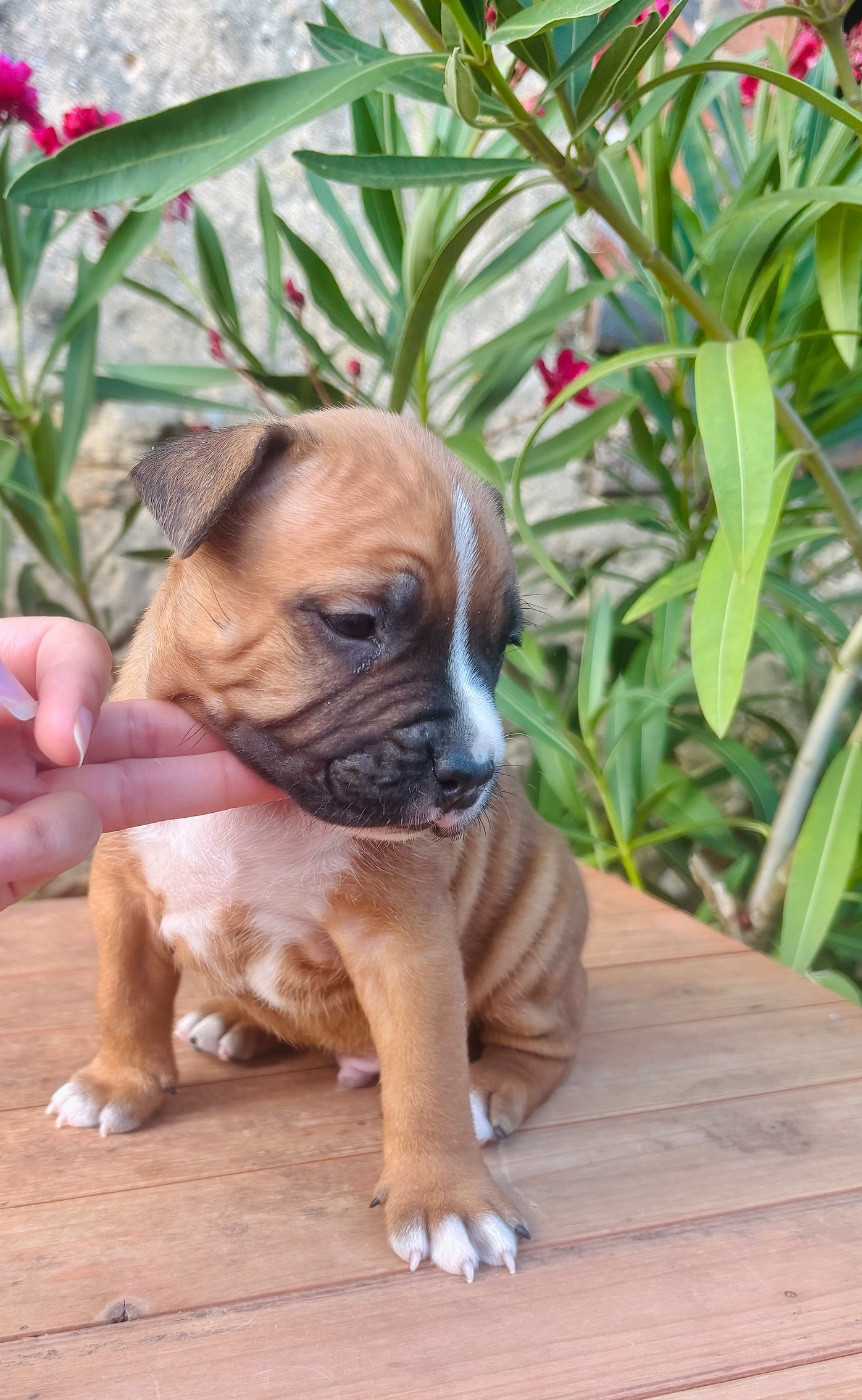 Back To Basic - Chiots disponibles - American Staffordshire Terrier