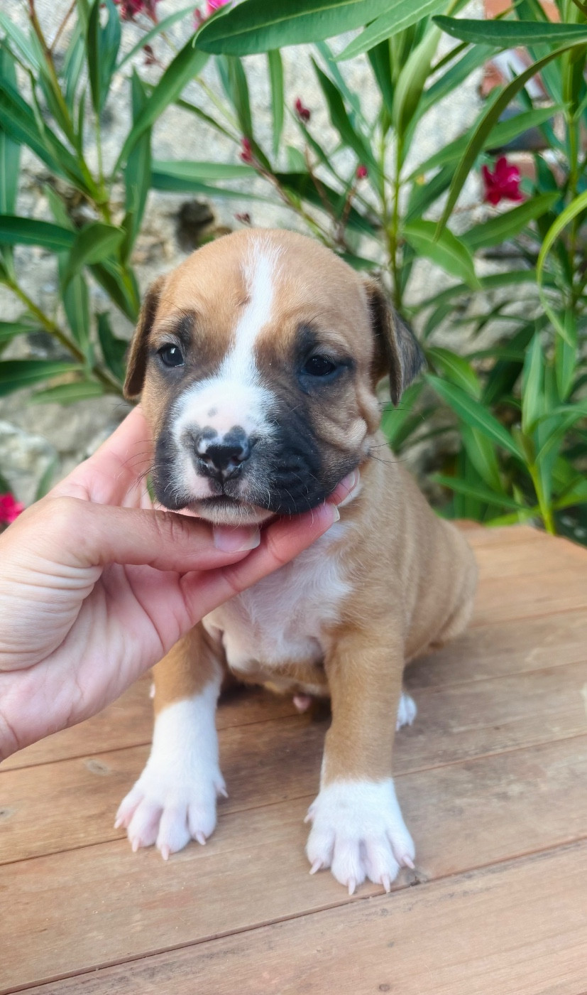 Back To Basic - Chiots disponibles - American Staffordshire Terrier