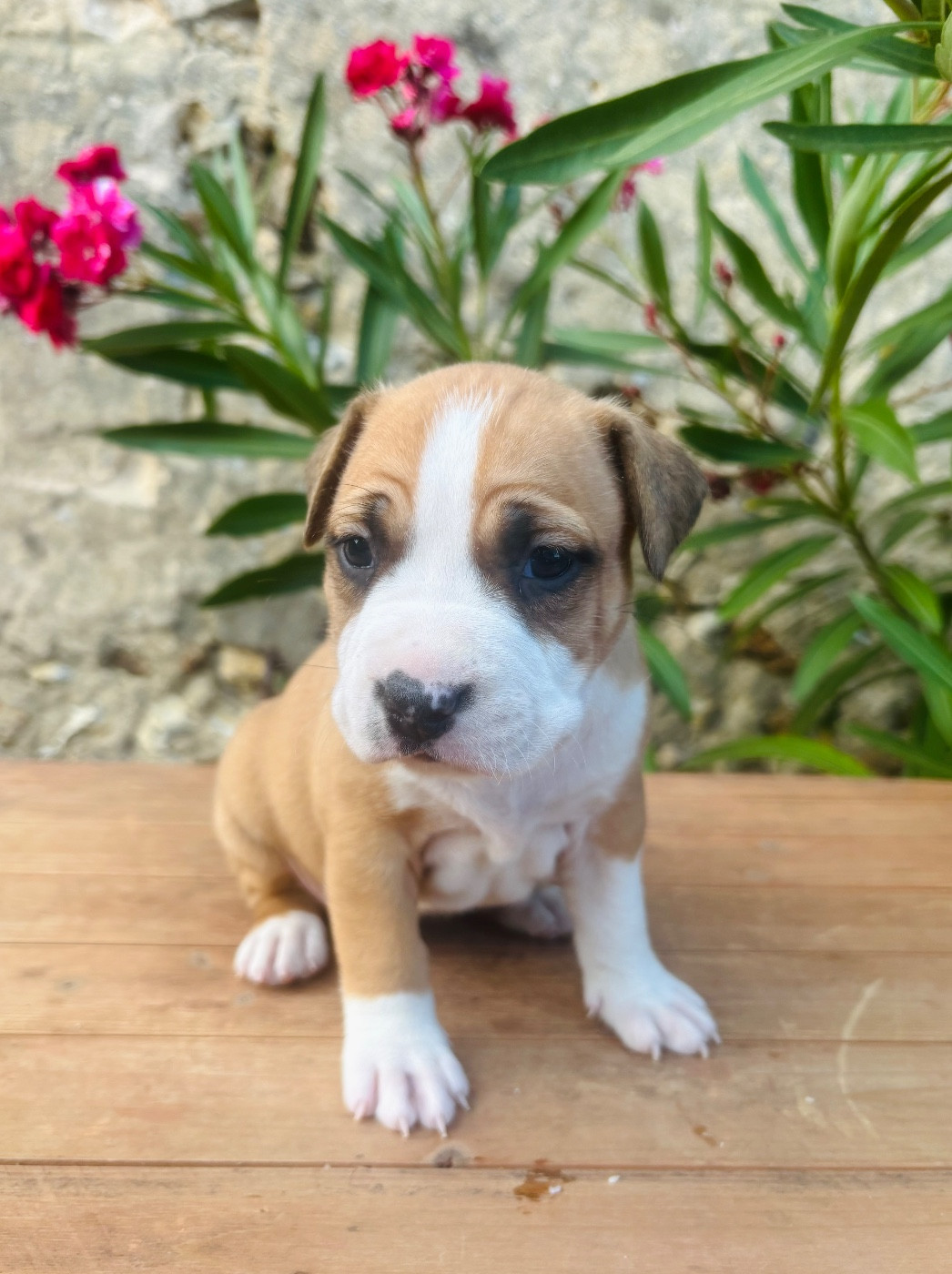 Back To Basic - Chiots disponibles - American Staffordshire Terrier