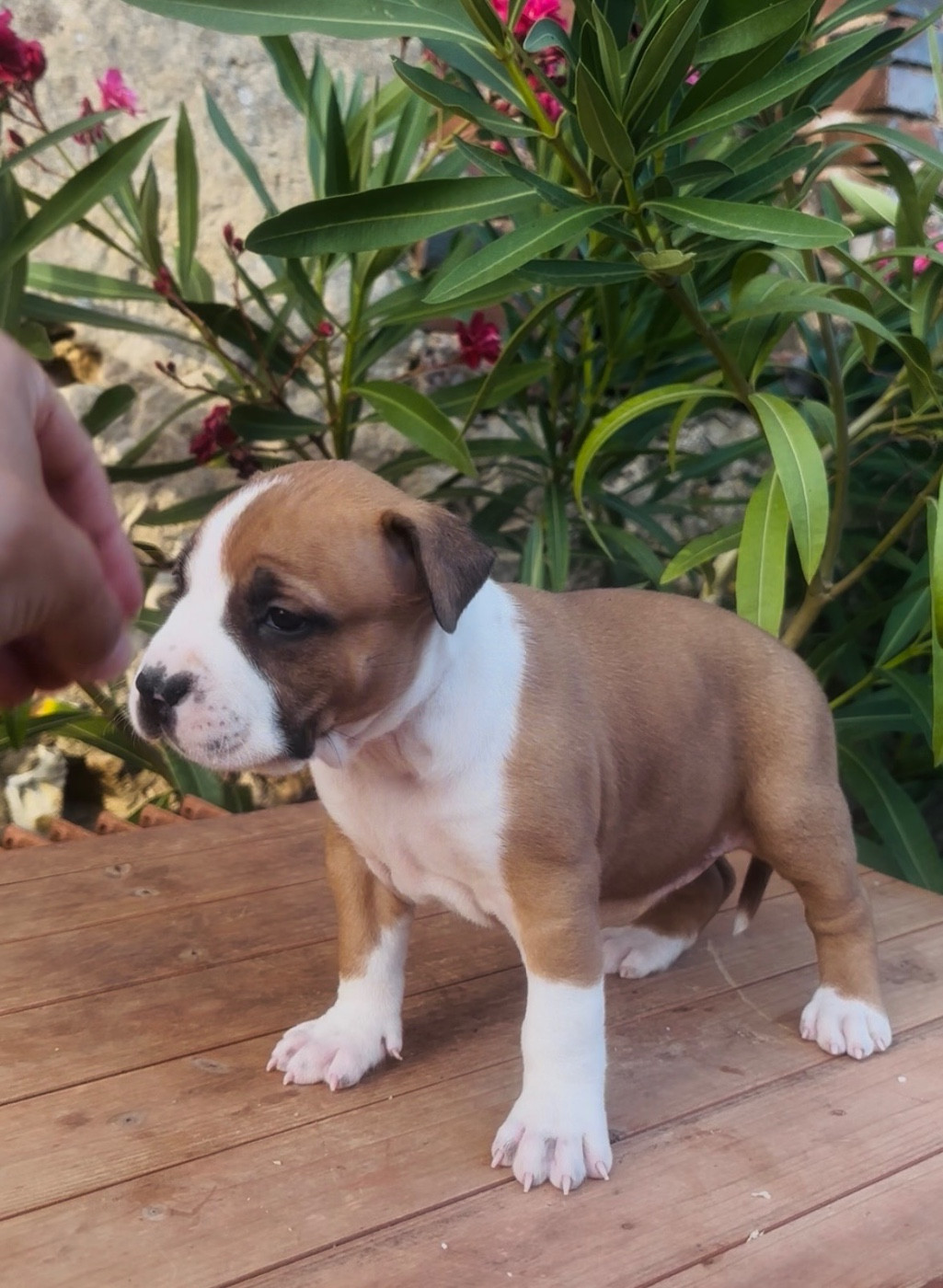 Back To Basic - Chiots disponibles - American Staffordshire Terrier