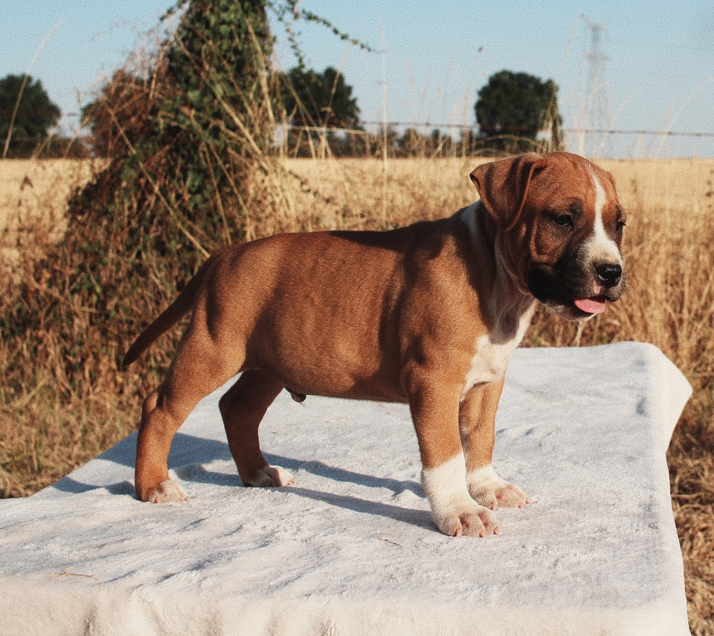 Back To Basic - Chiots disponibles - American Staffordshire Terrier