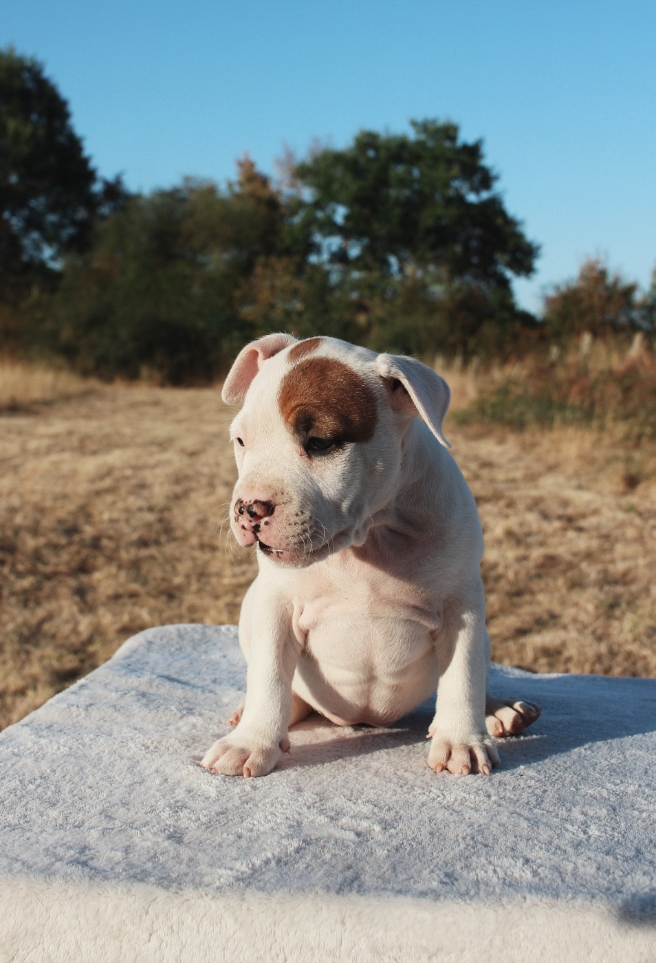 Back To Basic - Chiots disponibles - American Staffordshire Terrier