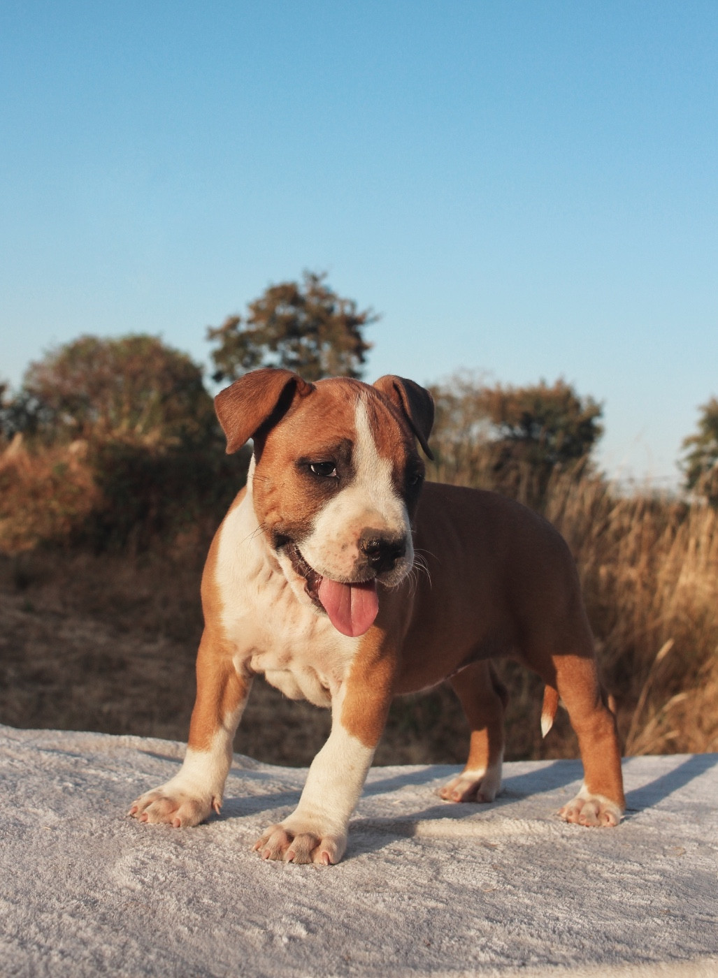 Back To Basic - Chiots disponibles - American Staffordshire Terrier