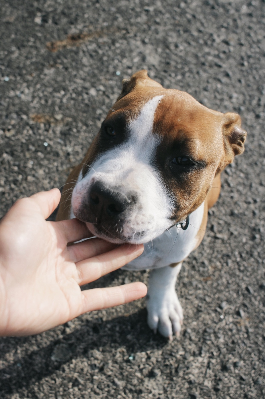 Back To Basic - Chiots disponibles - American Staffordshire Terrier