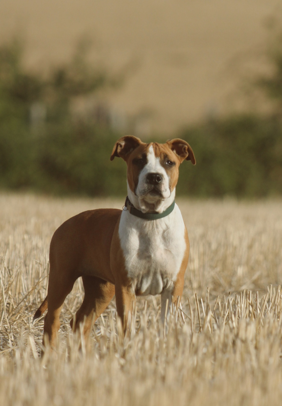 Back To Basic - Chiots disponibles - American Staffordshire Terrier