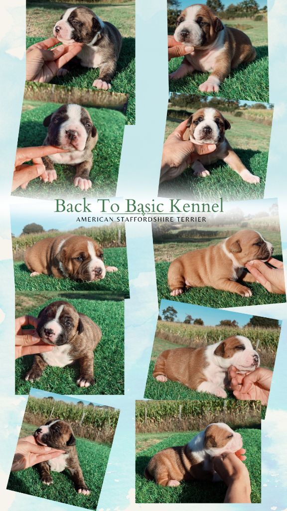 Back To Basic - American Staffordshire Terrier - Portée née le 02/09/2023